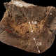 Image for article titled How to Tell if a Fossil T-Rex Is Pregnant